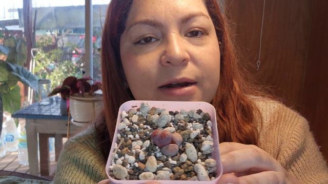 MUDA DE HOJAS DE LITHOPS 🥳🌼 ¿Regar O No? ¿Qué Hago?