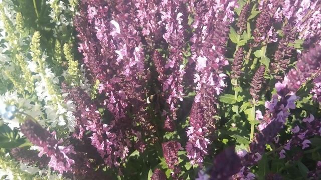 salvia nemorosa - szałwia omszona смотреть онлайн
