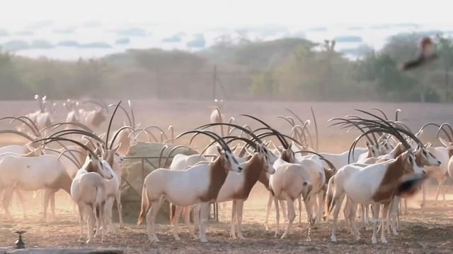 Абу-Даби – отдых, который понравится каждому смотреть онлайн