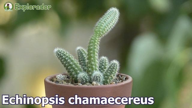 Top 20 Tipos de cactus que pueden vivir en macetas ! смотреть онлайн