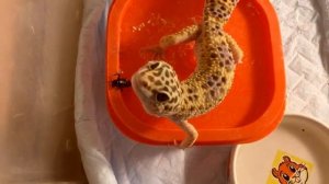 Почему Эублефар не ест живых сверчков ?