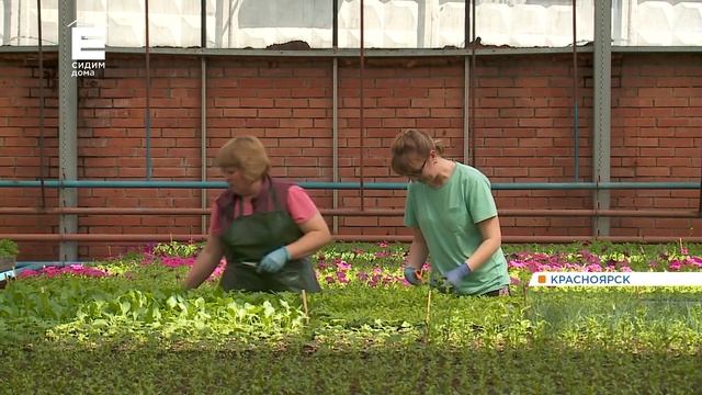 Красноярские озеленители готовят цветы и клумбы весенне-летнему сезону смотреть онлайн