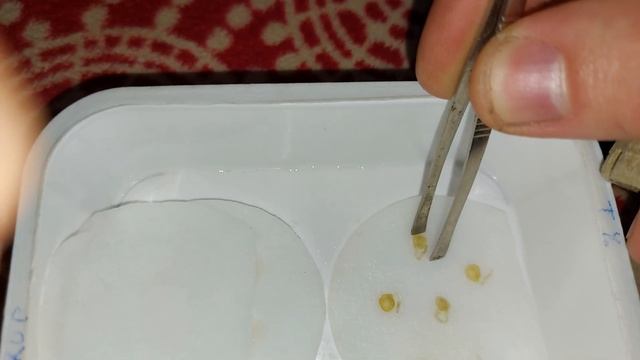 Посадка семян чили смотреть онлайн