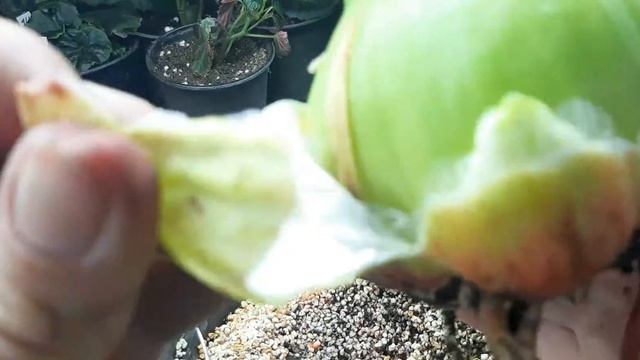 Цветение моих гиппеаструмов посаженных 8 декабря!. смотреть онлайн