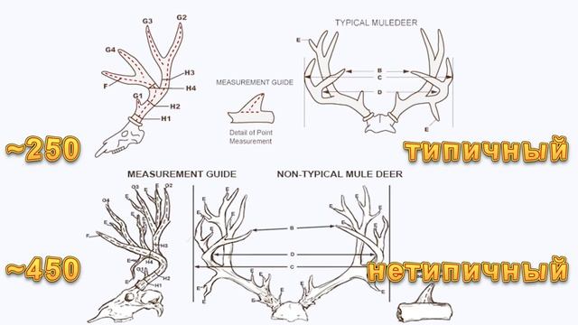 the Hunter - Нетипичные рога [Основы охоты] #12 смотреть онлайн