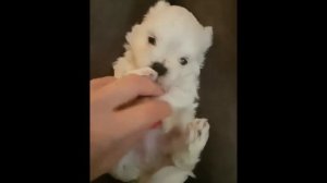 Все о породе мальтийская болонка (мальтезе)