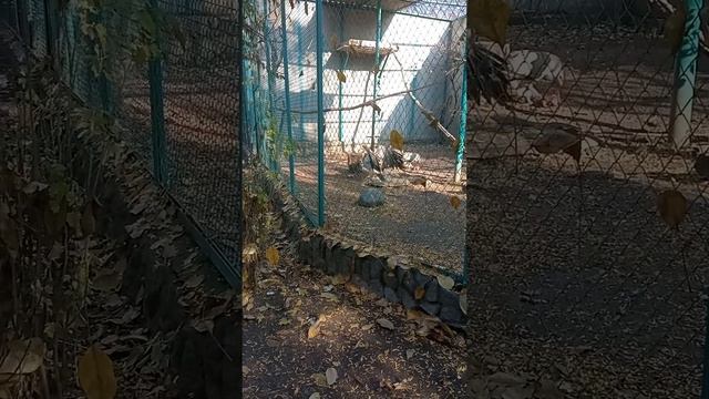 зоопарк #природа#алматы #птицы#хищныептицы смотреть онлайн