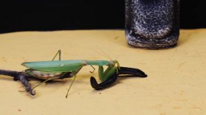 ЧТО ЕСЛИ БОГОМОЛ УВИДИТ ПИЯВКУ? - ВЕРСУС ПИЯВКИ и БОГОМОЛА