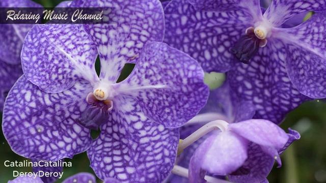 Хорошая Успокаивающая Музыка для Сна:  Музыка для Души, Медитации и Релаксации