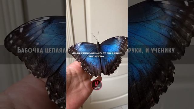 Восточная притча 