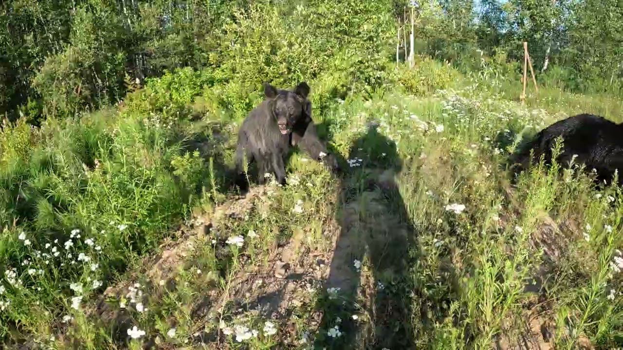 Выплыл наш теплоход. Медведь. смотреть онлайн