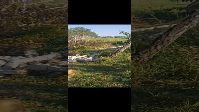 вывозим остатки берёзы