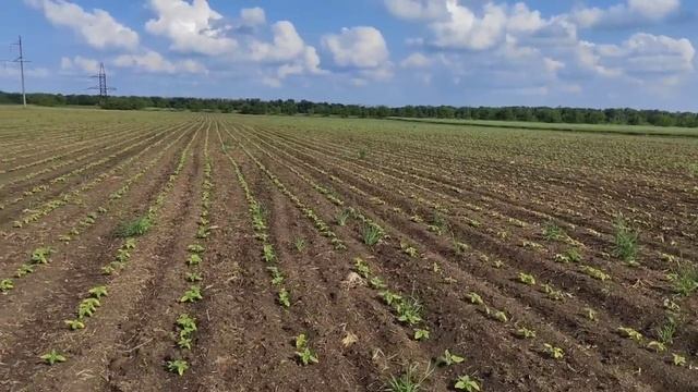 Сосед спалил пол поля подсолнечника! смотреть онлайн