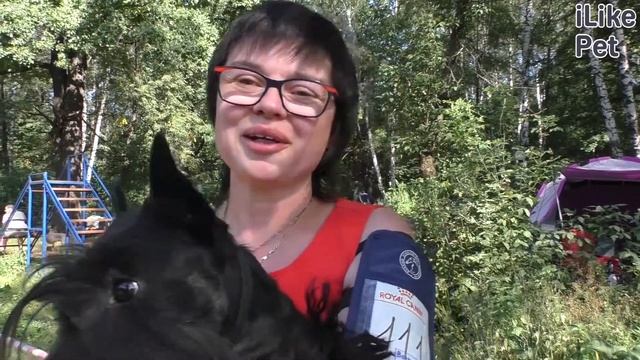 Шотландский терьер на ilikepet. Особенности породы, уход смотреть онлайн