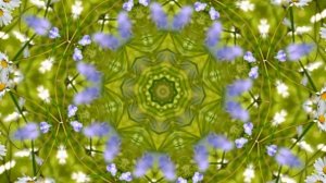 полевые цветы, ромашки