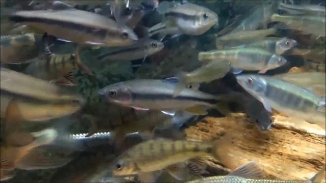 You can't afford fishes Europe and America ( 台灣 River fish )。SS - 99 Taiwan Zacco platypus websit смотреть онлайн