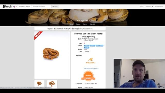 Cypress Ball Python Morph Combos | Jack's Reptiles смотреть онлайн
