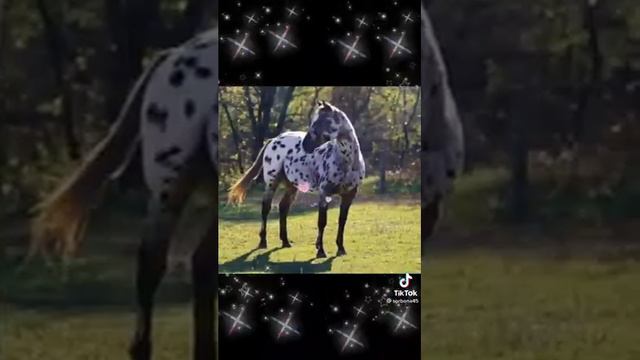 Чубарая лошадь. смотреть онлайн