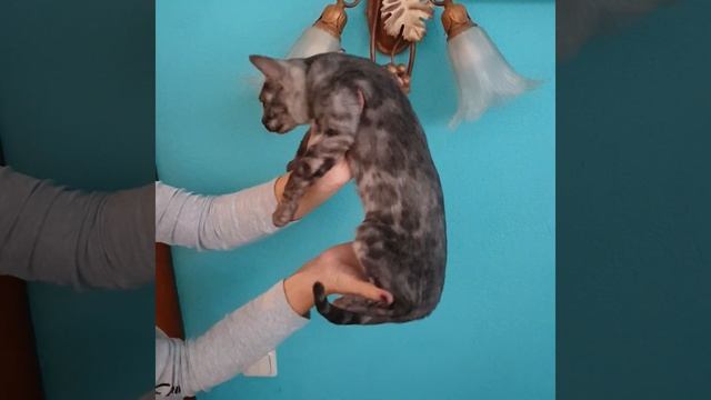 Бенгальский котёнок редкого окраса❤silver smoke смотреть онлайн