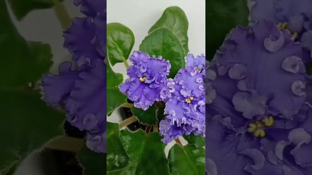 фіалка АВ-Ди Каприо