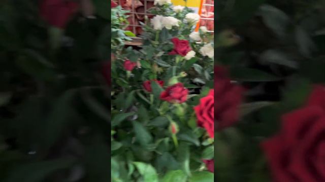 Обзор роз в горшках ОБИ в Саратове от 18.02.2023года смотреть онлайн