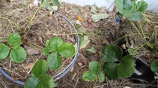 14 августа 2022 г. Видео об удачах и промахах такого "великого" садовода. огородника как я. смотреть онлайн