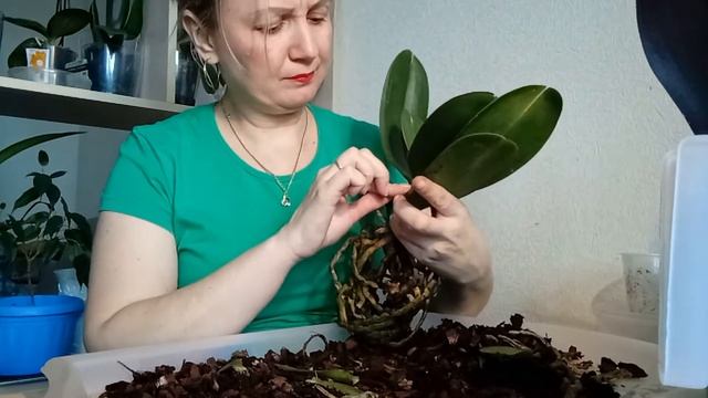Орхидеи из Магнита смотреть онлайн