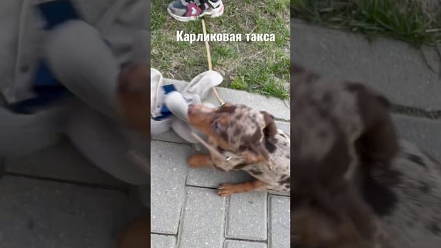 Карликовая такса #карликоваяТакса #такса #taxa #dog #smallDog #little #veryLittle #brianandfriends смотреть онлайн