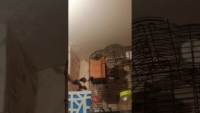 Мои неразлучники спариваются смотреть онлайн