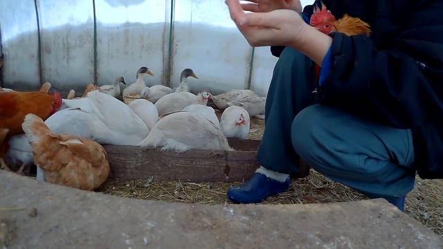 Жизнь после морозов. Козленок. Дою козу первоокотку // Недельный VLOG#2 //Мое хозяйство