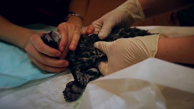 Беременная самка ягуара решила избавиться от своих детёнышей и вот что произошло… смотреть онлайн