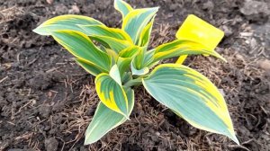 #хоста /Хоста Отэм Фрост  ( лат. hosta Autumn Frost) весной