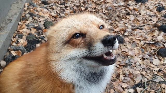 Алиса - лиса. Сонная и деловая смотреть онлайн