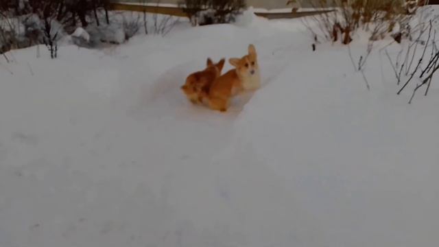 Вельш корги пемброк смотреть онлайн