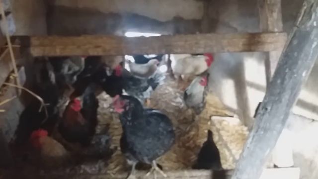 ✔Расклёв яиц? Эффективный способ, результат потрясающий. Купить инкуб яйцо кур и уток можно у нас смотреть онлайн