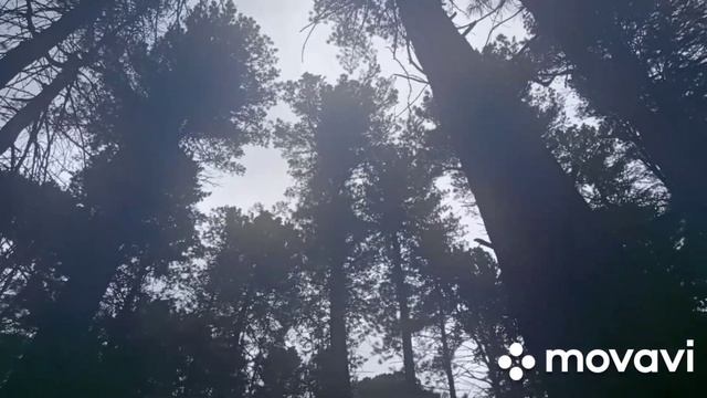 Ветер, собираем шишки в кедраче смотреть онлайн