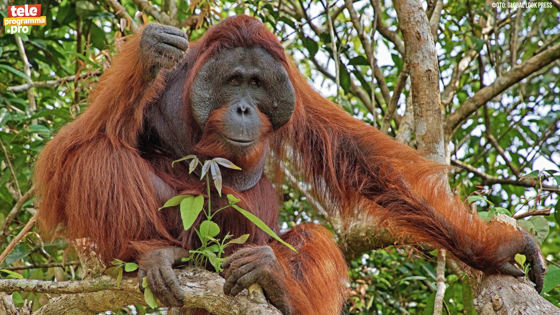 Орангутан и его День рождения смотреть онлайн
