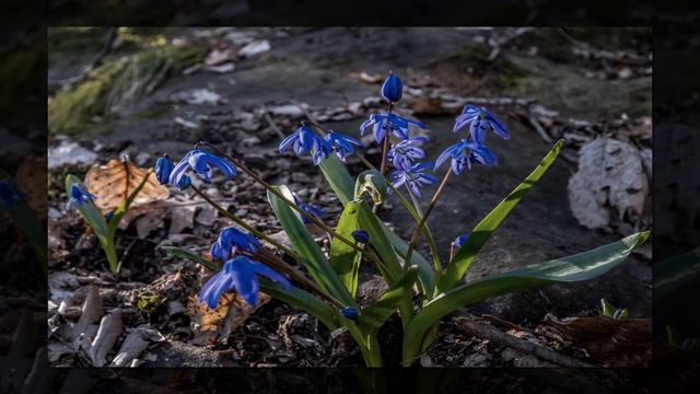 Планческий Ерик - Крепость смотреть онлайн