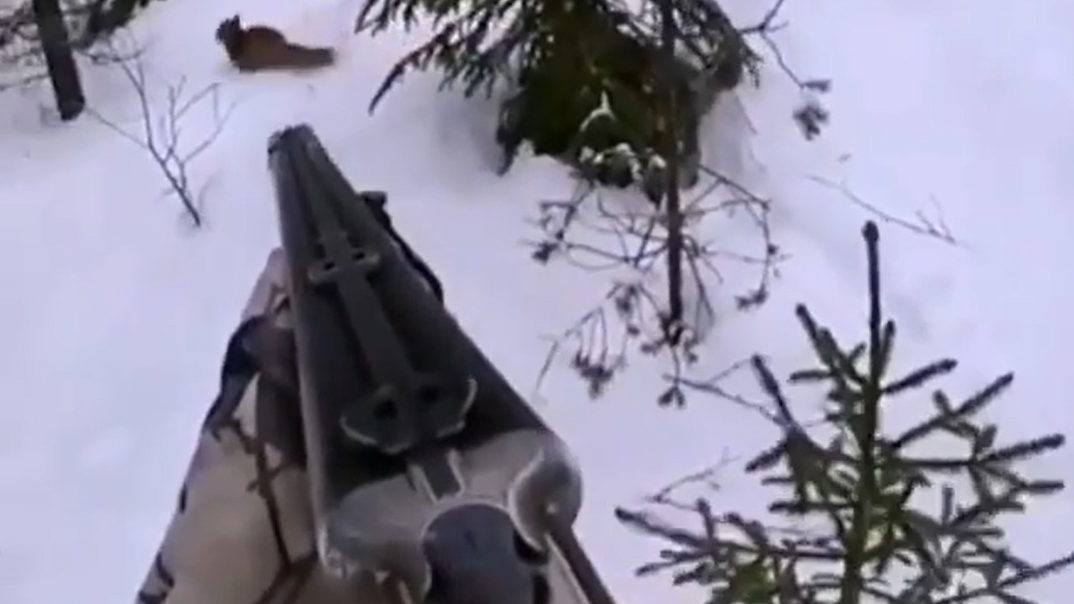 Лиса выскочила под ноги.mp4 смотреть онлайн