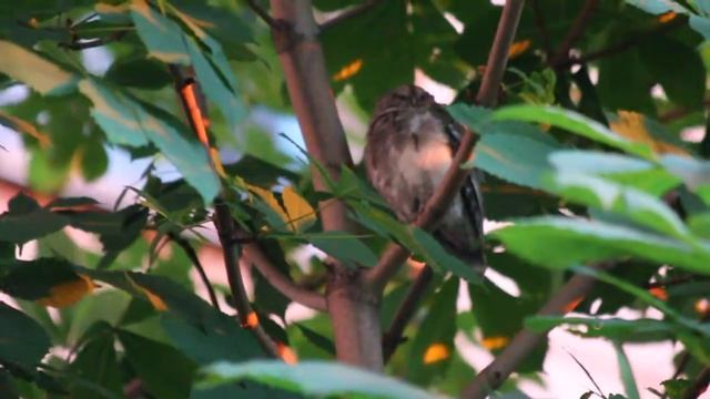 Birds of Kazakhstan. Otus scops pulchellus. смотреть онлайн