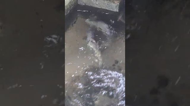 Лосось плывет Домой, рыбалка и охота с рогаткой, Кета смотреть онлайн