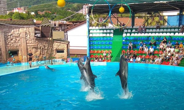 Сочи Адлер Дельфинарий