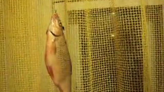 плотвичка смотреть онлайн