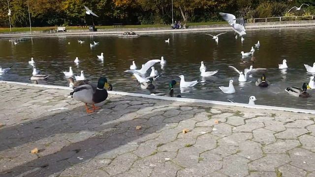 Feeding ducks and seagulls in the park. Bread time... смотреть онлайн
