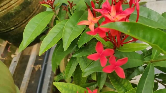 Ixora coccinea Red,Chethi poov, jungle geranium,Иксора кокцинея,jungle flame,pendkuli,ചെത്തി смотреть онлайн