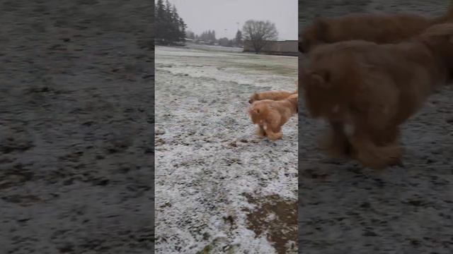 Husky First Snow #toprock4 #dog #husky #huskyboy #briard #briardboy #briardgirl #snow #snowfall смотреть онлайн