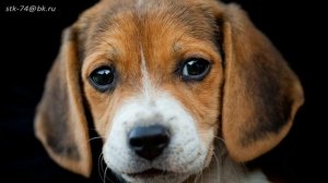 Стихи о рыжей дворняге - Эдуард  Асадов