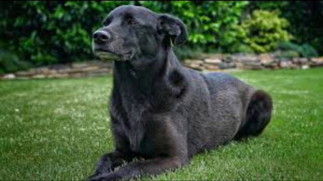 Толкование снов в исламе. Что означает если, во сне видеть собаку?