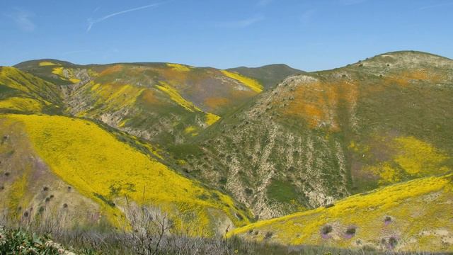 The Desert in Bloom - The Great Westbloom (with Narration) смотреть онлайн