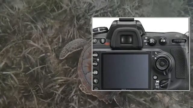 NIKON D300s camera body смотреть онлайн